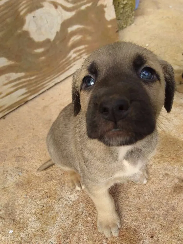 Cachorro ra a Vira lata idade Abaixo de 2 meses nome Lilo