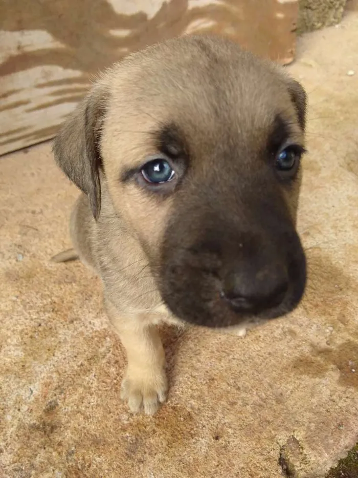 Cachorro ra a Vira lata idade Abaixo de 2 meses nome Lilo
