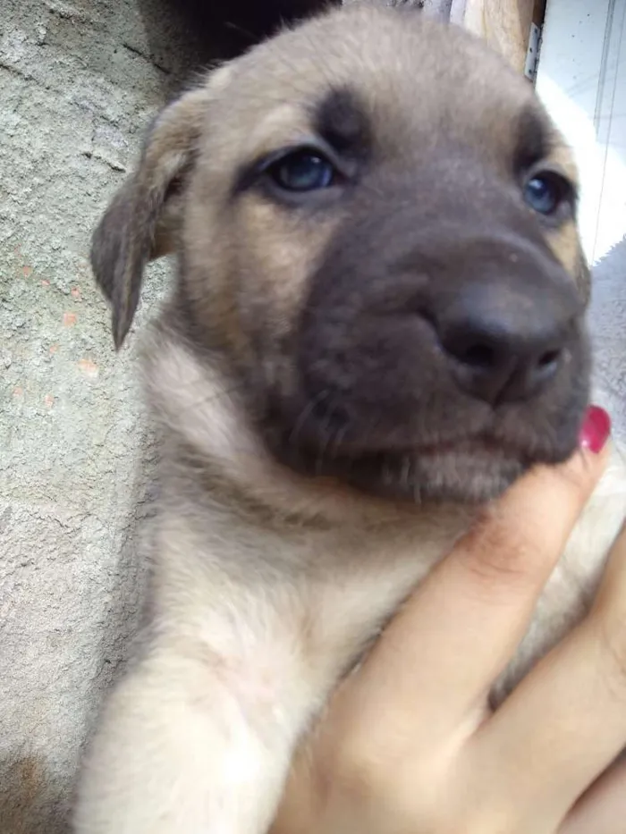 Cachorro ra a Vira lata idade Abaixo de 2 meses nome Lilo