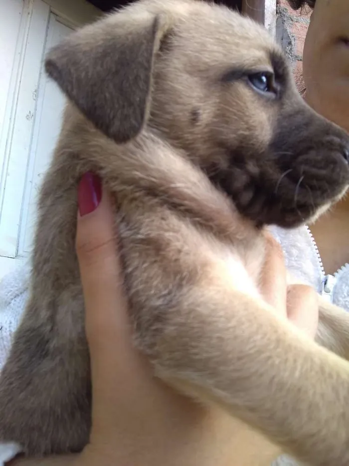 Cachorro ra a Vira lata idade Abaixo de 2 meses nome Lilo