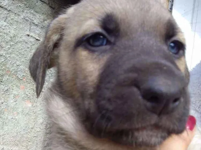 Cachorro ra a Vira lata idade Abaixo de 2 meses nome Lilo