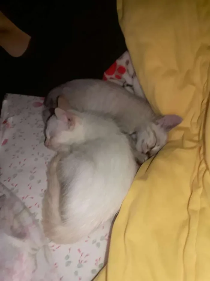 Gato ra a SRD idade 2 a 6 meses nome Perola E Nico 