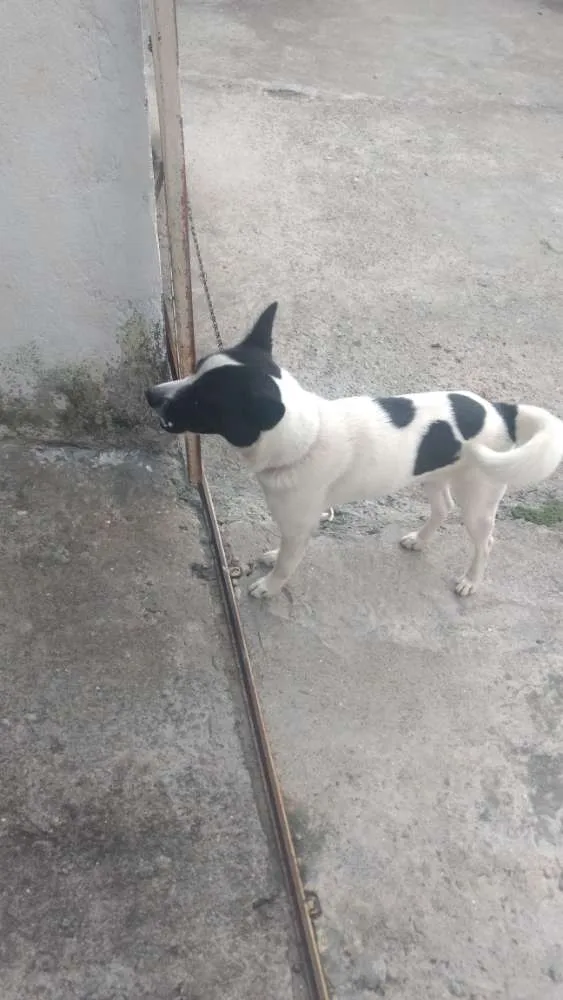 Cachorro ra a Vira lata idade 1 ano nome Ralf