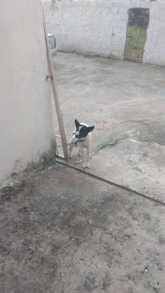 Cachorro ra a Vira lata idade 1 ano nome Ralf