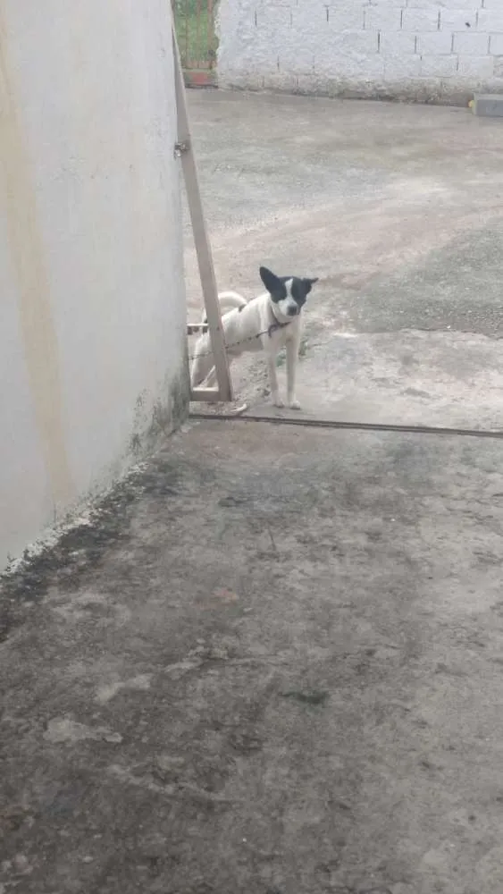 Cachorro ra a Vira lata idade 1 ano nome Ralf