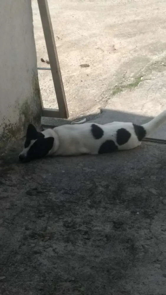 Cachorro ra a Vira lata idade 1 ano nome Ralf