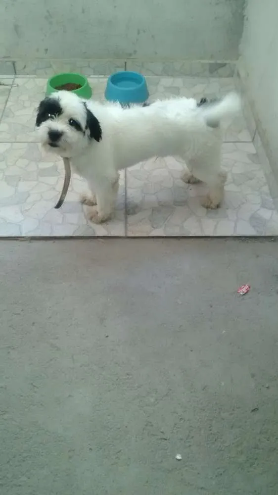 Cachorro ra a  Shitzu  idade 1 ano nome Edward