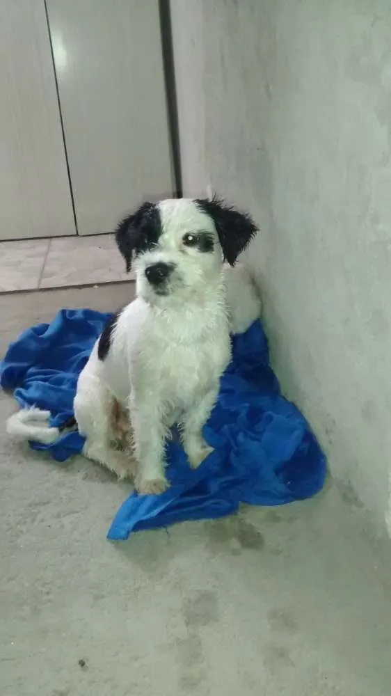 Cachorro ra a  Shitzu  idade 1 ano nome Edward