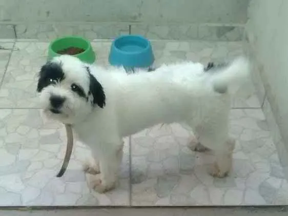 Cachorro ra a  Shitzu  idade 1 ano nome Edward