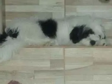Cachorro ra a  Shitzu  idade 1 ano nome Edward