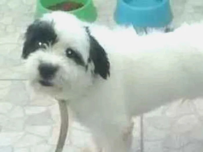 Cachorro ra a  Shitzu  idade 1 ano nome Edward