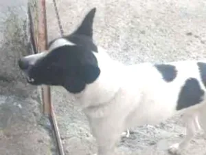 Cachorro raça Vira lata idade 1 ano nome Ralf