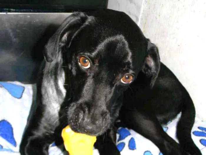 Cachorro ra a Mix de labrador  idade 2 anos nome Zorro