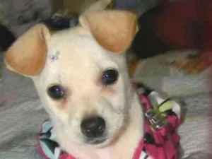 Cachorro raça Srd idade 2 a 6 meses nome Poly