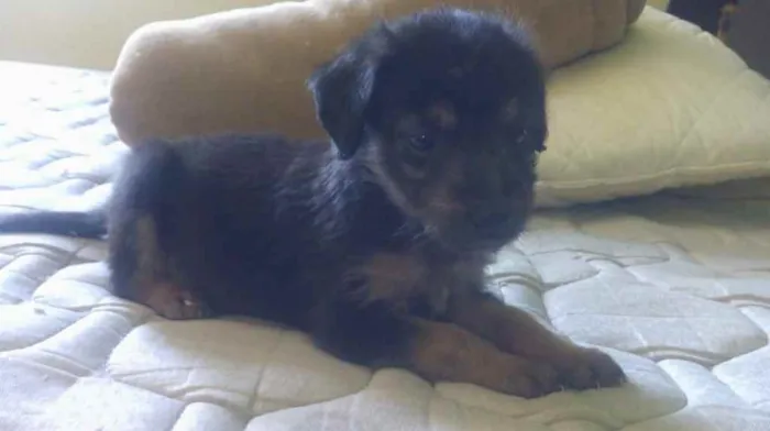 Cachorro raça  idade Abaixo de 2 meses nome Filhote fêmea/macho