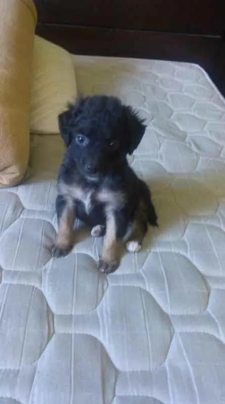 Cachorro raça  idade Abaixo de 2 meses nome Filhote fêmea/macho