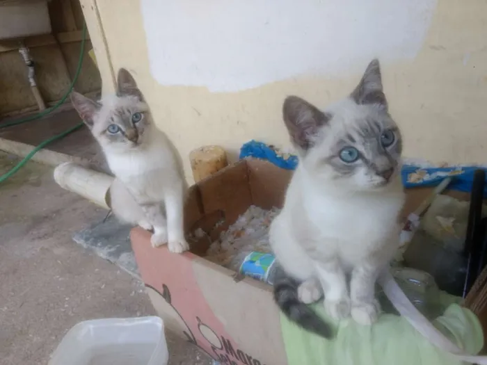 Gato ra a Srd idade 1 ano nome Sem nome