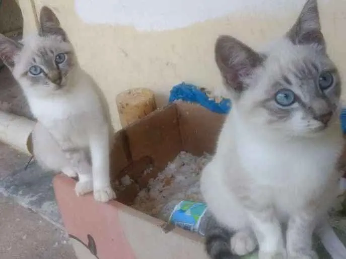 Gato ra a Srd idade 1 ano nome Sem nome