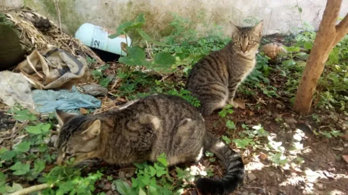 Gato ra a Nao sei a raça idade 7 a 11 meses nome Nao tem nome ainda