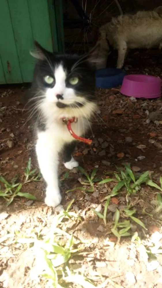 Gato ra a Nao sei a raça idade 7 a 11 meses nome Nao tem nome ainda