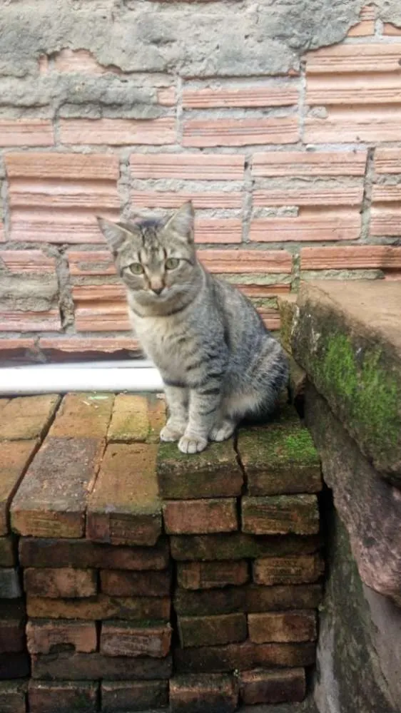 Gato ra a Nao sei a raça idade 7 a 11 meses nome Nao tem nome ainda