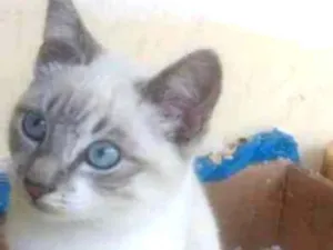 Gato raça Srd idade 1 ano nome Sem nome
