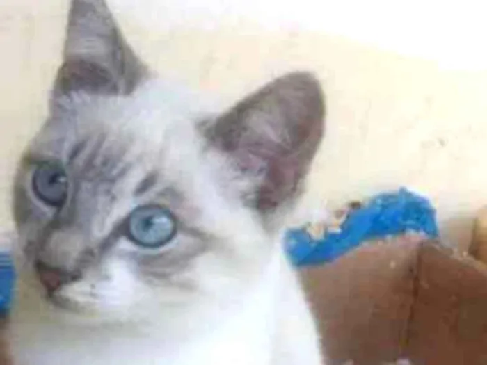 Gato ra a Srd idade 1 ano nome Sem nome