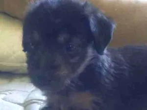 Cachorro raça  idade Abaixo de 2 meses nome Filhote fêmea/macho