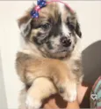 Belinha