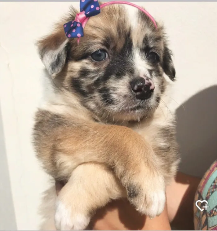 Cachorro ra a Sem Raça Definida idade Abaixo de 2 meses nome Belinha