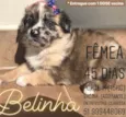 Belinha