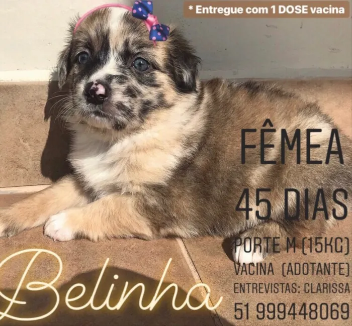 Cachorro ra a Sem Raça Definida idade Abaixo de 2 meses nome Belinha