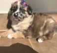 Belinha