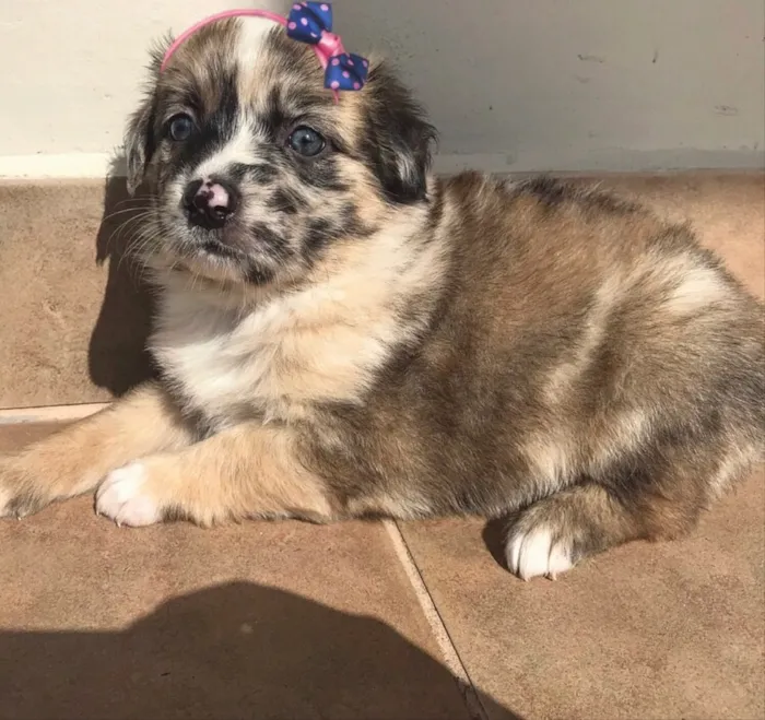 Cachorro ra a Sem Raça Definida idade Abaixo de 2 meses nome Belinha