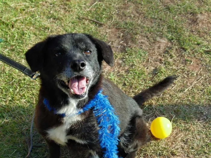 Cachorro ra a SRD idade 6 ou mais anos nome JULIUS