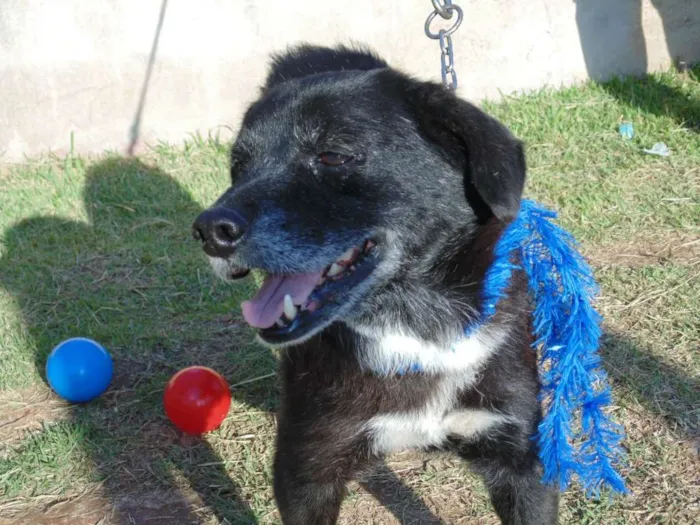 Cachorro ra a SRD idade 6 ou mais anos nome JULIUS