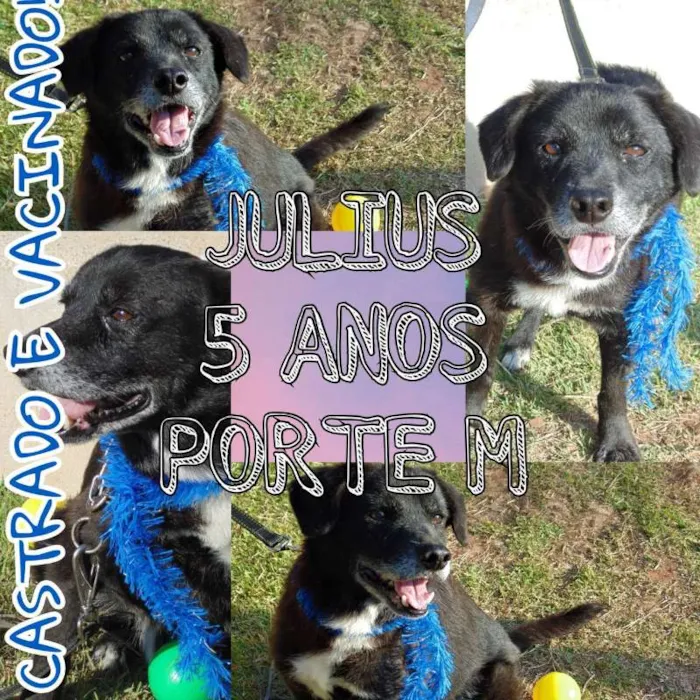 Cachorro ra a SRD idade 6 ou mais anos nome JULIUS