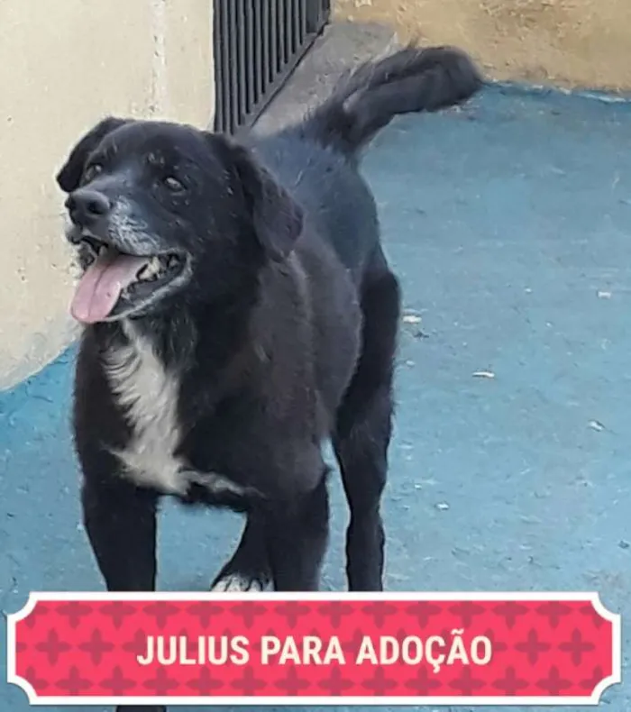 Cachorro ra a SRD idade 6 ou mais anos nome JULIUS