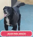 JULIUS