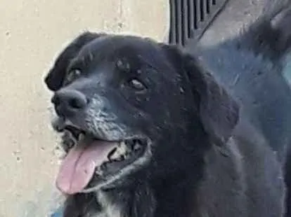 Cachorro ra a SRD idade 6 ou mais anos nome JULIUS
