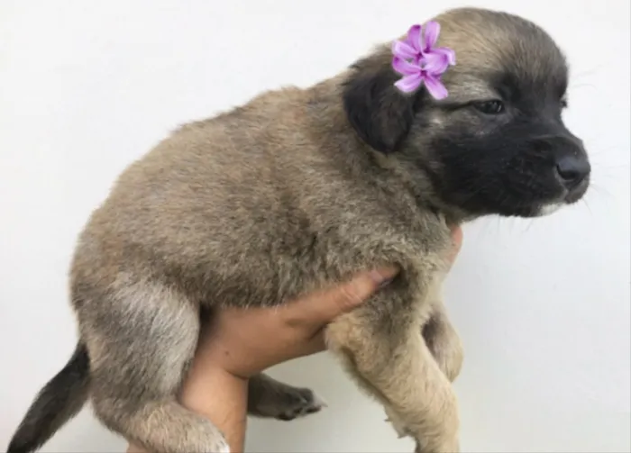 Cachorro ra a Sem raça definida idade Abaixo de 2 meses nome Fione