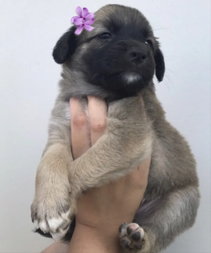Cachorro ra a Sem raça definida idade Abaixo de 2 meses nome Fione