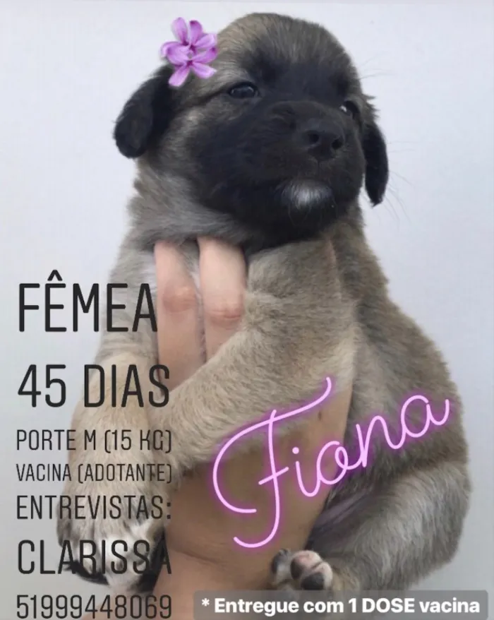 Cachorro ra a Sem raça definida idade Abaixo de 2 meses nome Fione