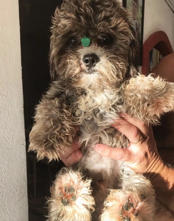 Cachorro ra a Mestiço Poodle idade 2 anos nome Dudu
