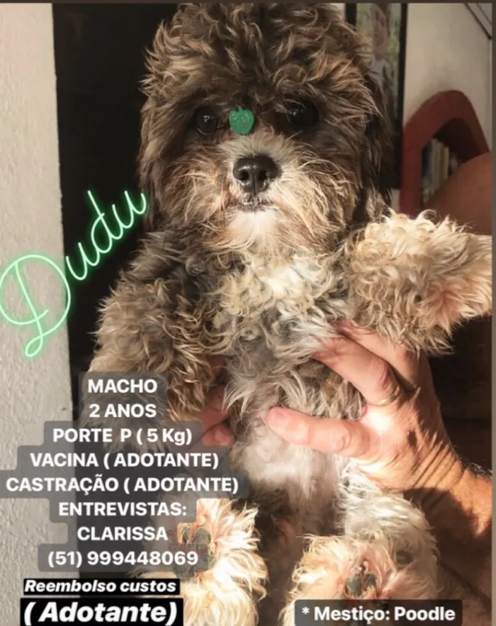 Cachorro ra a Mestiço Poodle idade 2 anos nome Dudu