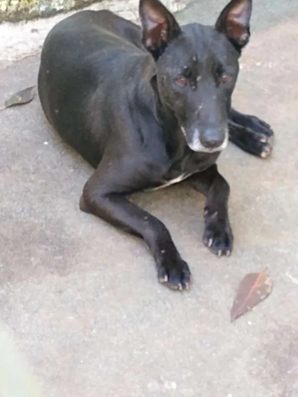 Cachorro ra a SRD idade 3 anos nome APOLO