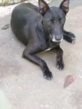 APOLO
