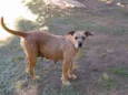 JUJU