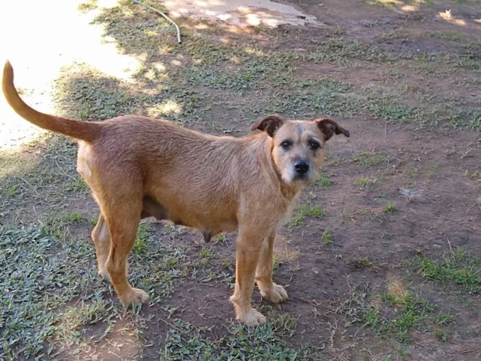 Cachorro ra a SRD idade 2 anos nome JUJU