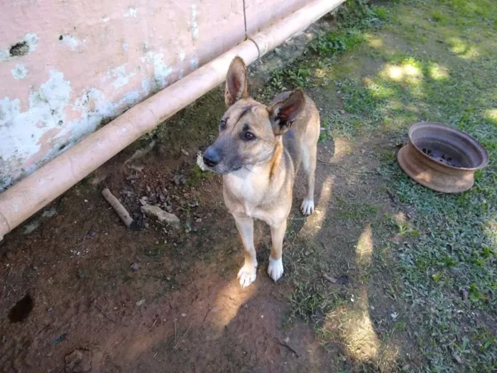 Cachorro ra a SRD idade 3 anos nome JOSUE